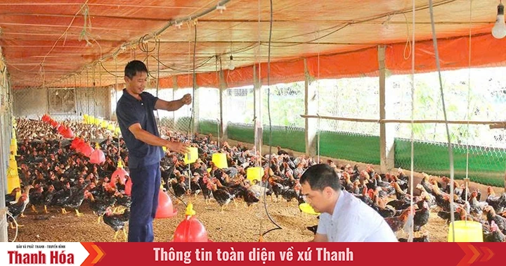 Tạo đột phá trong phát triển chăn nuôi