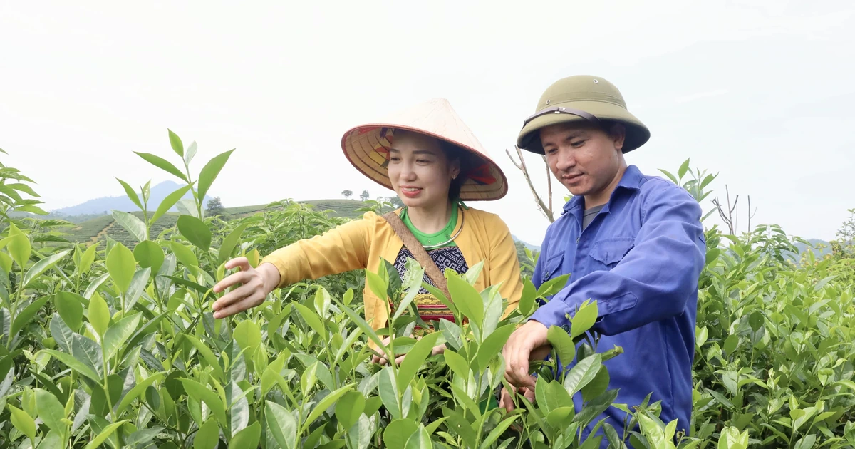 Trà Bát Tiên Long Cốc - đặc sản hương trà Đất Tổ