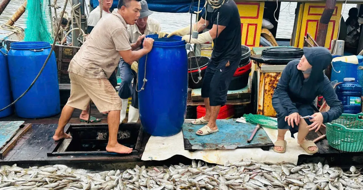 Ngư dân xứ Nghệ trúng đậm cá biển