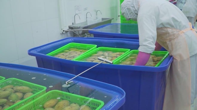 20% thuế hàng hóa xuất khẩu sang Mỹ và bài toán cạnh tranh của doanh nghiệp Việt - Ảnh 4.