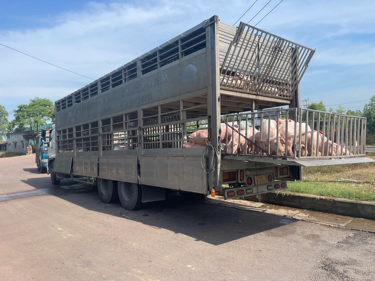dịch tả heo - Ảnh 1.
