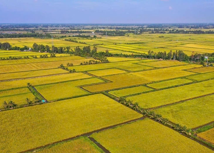 Giá gạo Việt Nam tăng mạnh khi Philippines cấm nhập khẩu gạo từ ngày 1-9, vì sao? - Ảnh 1.
