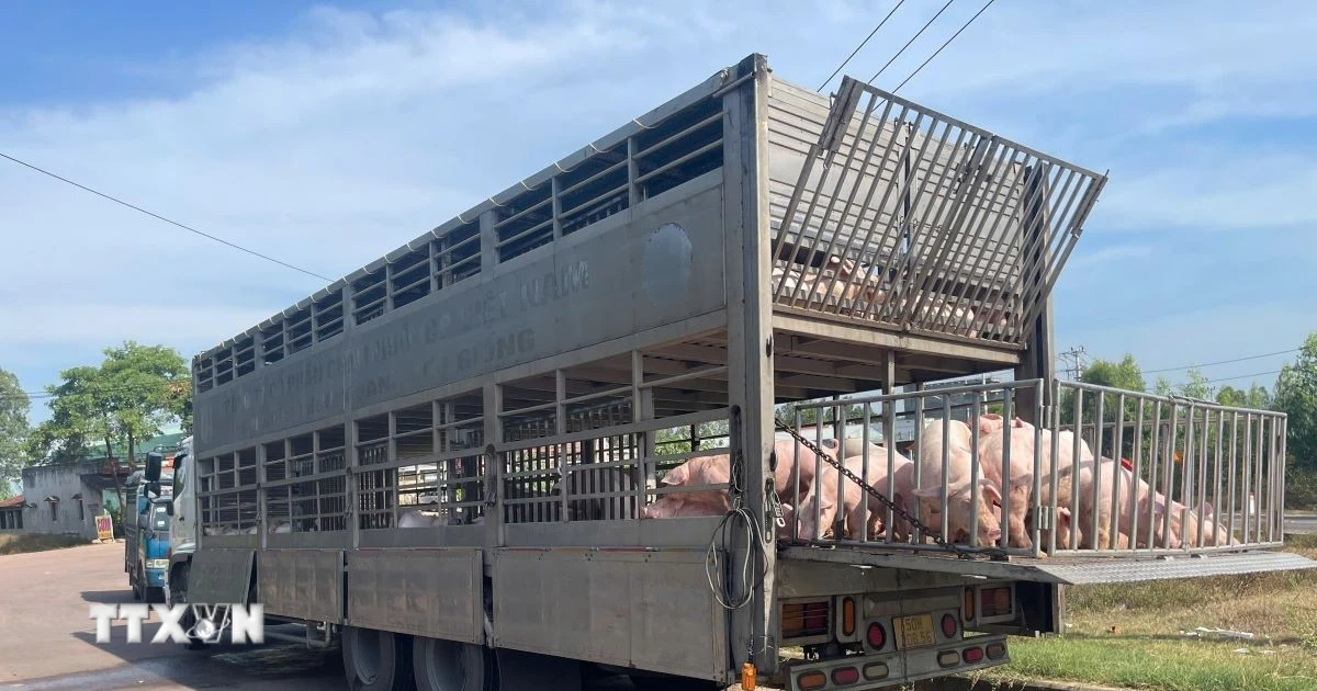 Phát hiện vận chuyển 220 con lợn nghi mắc dịch tả lợn châu Phi tại Gia Lai