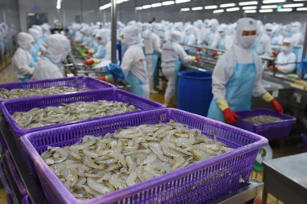 Thuế quan Mỹ tạo biến động, doanh nghiệp tôm Việt "xoay trục" chiến lược