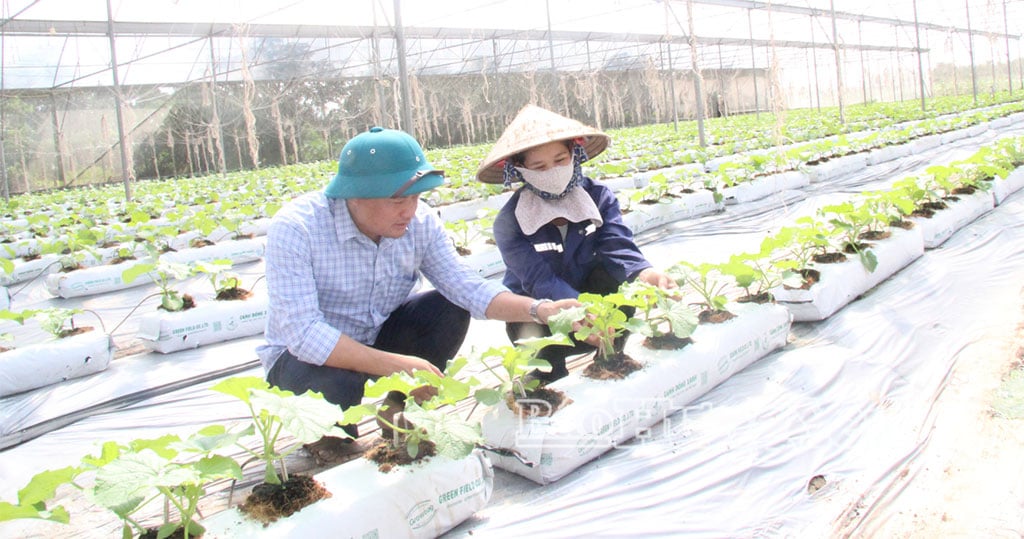 លោកស្រី Tran Thi Xuan ឃុំ Long Hung ថែរក្សាផ្លែឪឡឹក។