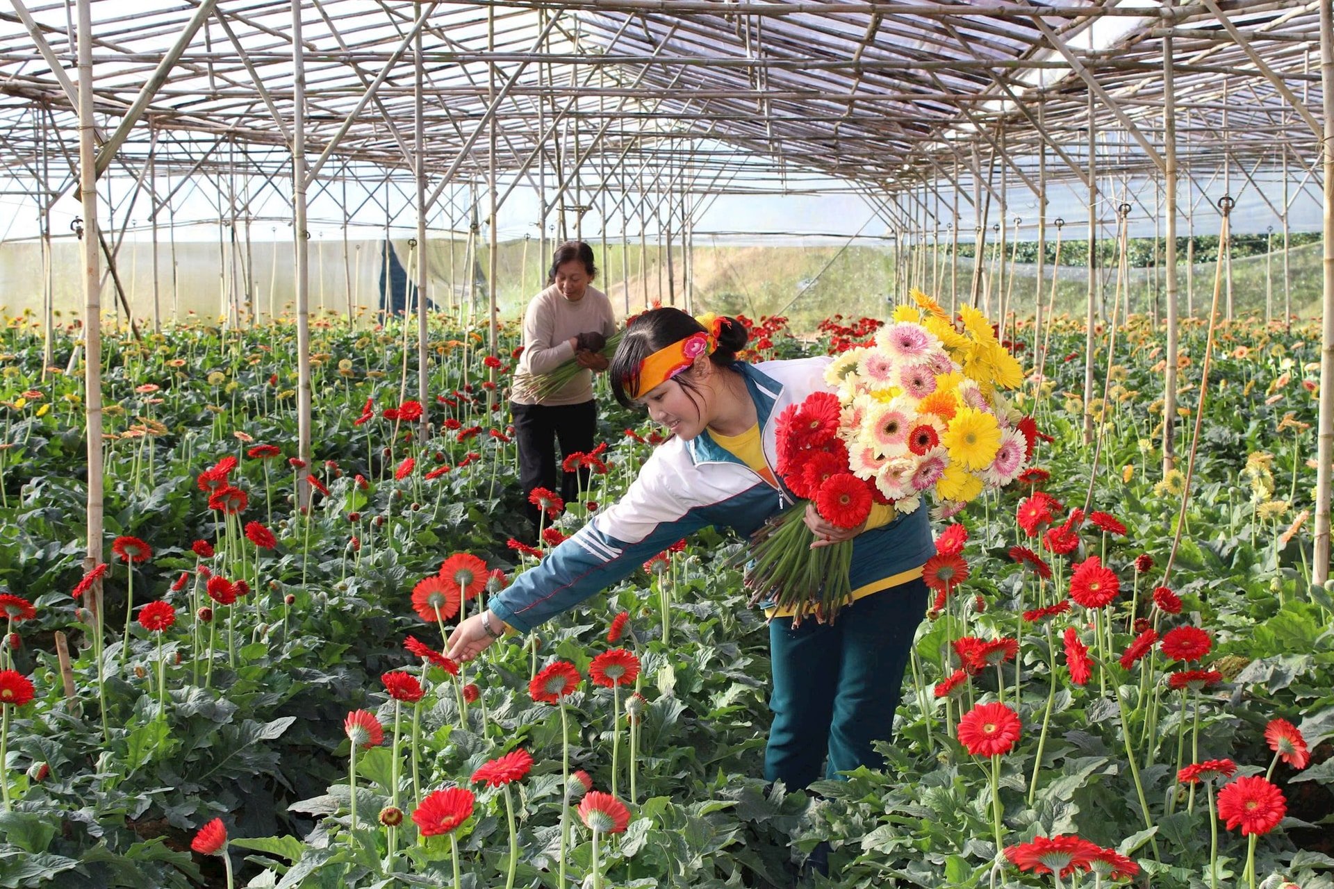 ការប្រមូលផលនៃផ្កា gerbera