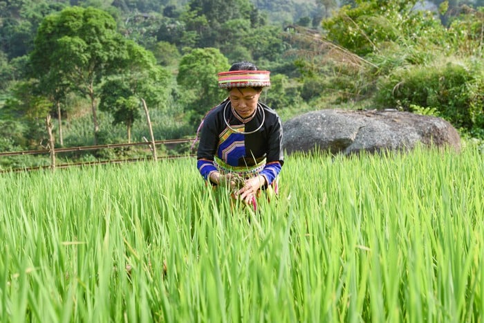 Canh tác lúa hữu cơ, hướng đi bền vững cho vùng đồng bào dân tộc thiểu số- Ảnh 2.