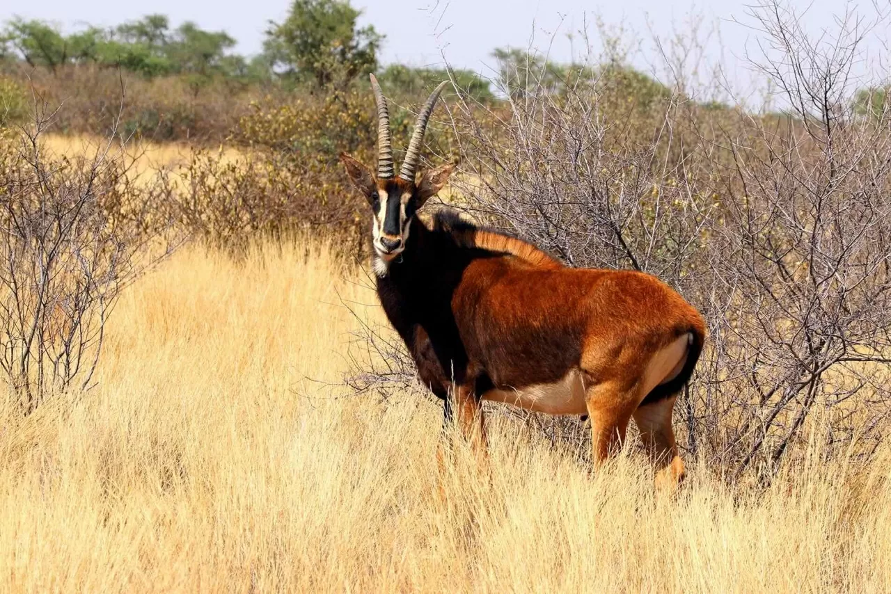 Du lịch Angola: Những điểm đến nhất định phải ghé thăm