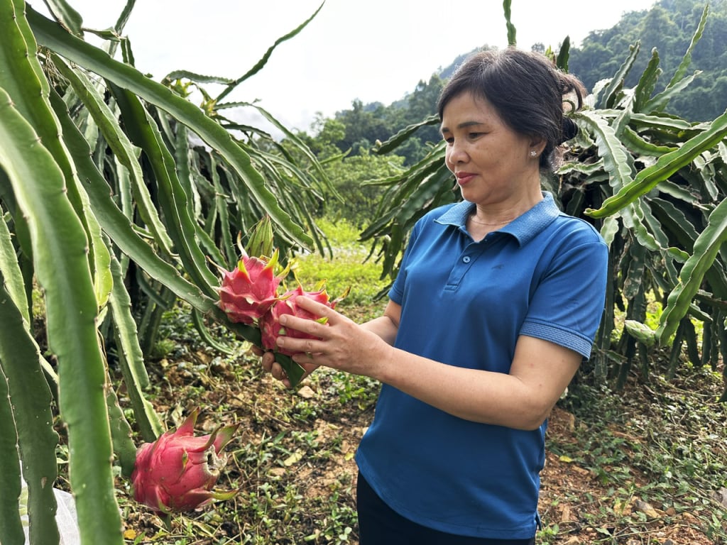 Cosecha de fruta del dragón en la aldea de Vu Nguoc, comuna de Nguyen Binh.