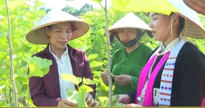 Lào Cai: Hội viên phụ nữ giúp nhau làm giàu từ mô hình trồng dâu nuôi tằm- Ảnh 1.
