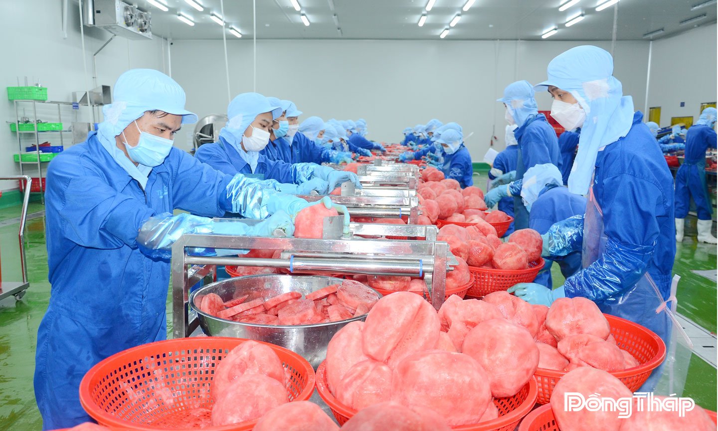 Dây chuyền chế biến, cấp đông rau quả của Công ty Cổ phần Công nghiệp Thực phẩm Thabico Tiền Giang.
