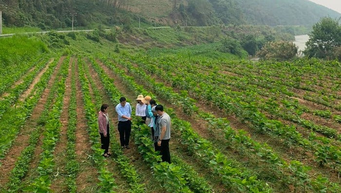 Lào Cai: Hội viên phụ nữ giúp nhau làm giàu từ mô hình trồng dâu nuôi tằm- Ảnh 3.