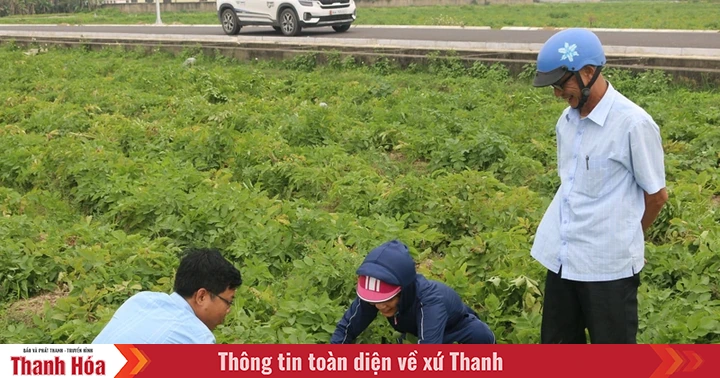 Hiệu quả từ các mô hình tích tụ ruộng đất ở xã ven biển Hoằng Tiến