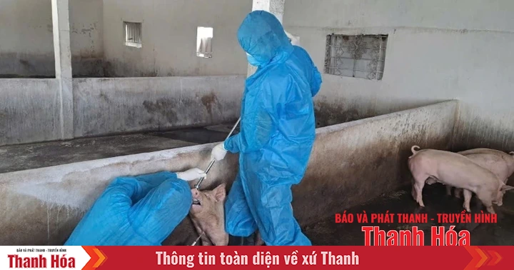 Hơn 73.200 liều vắc xin đã được tiêm phòng bệnh dịch tả lợn Châu Phi