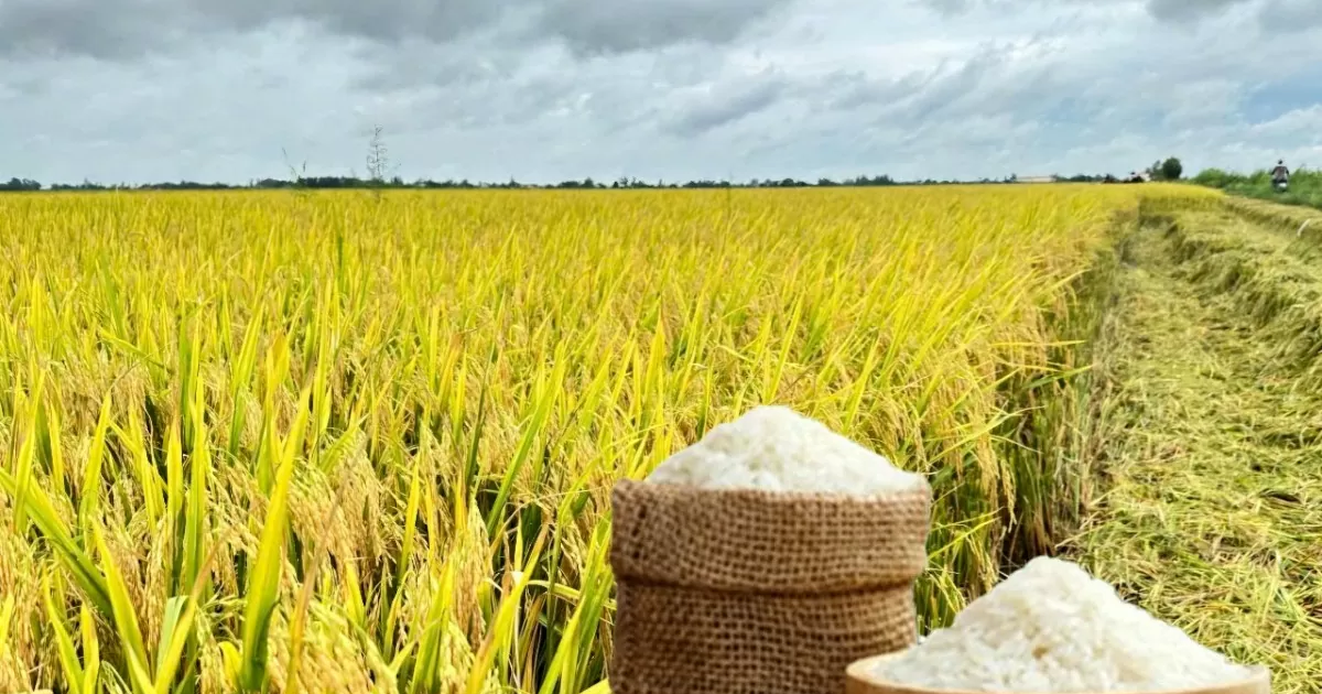 Giá lúa gạo hôm nay 9/8: Gạo xuất khẩu tăng, trong nước ổn định
