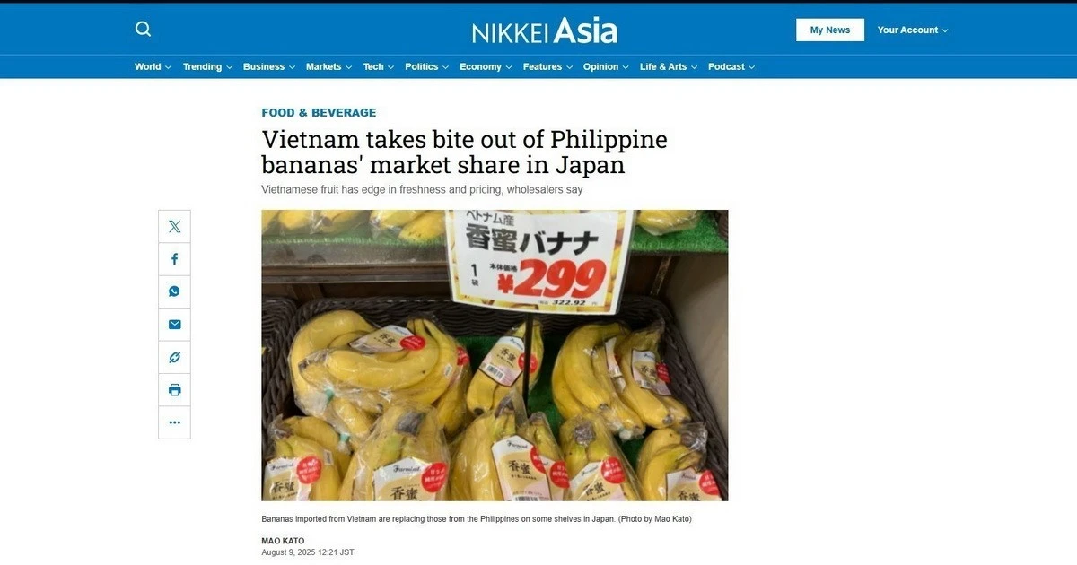 Nikkei Asia: Chuối Việt Nam đang có lợi thế tại thị trường Nhật Bản