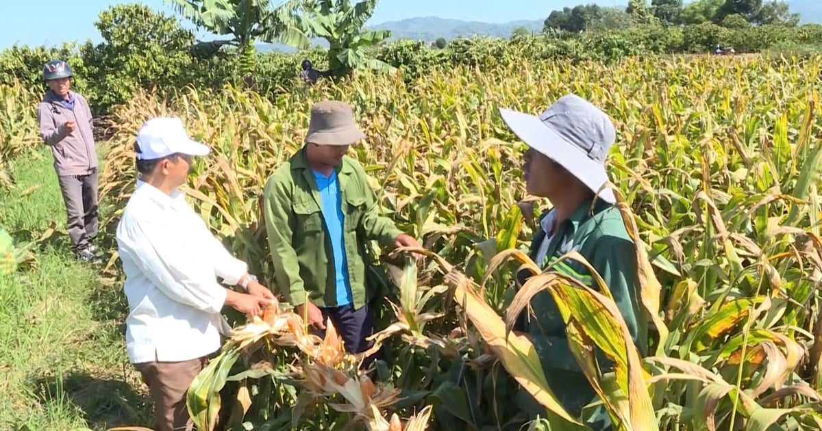 The secret to maintaining sustainable agricultural links