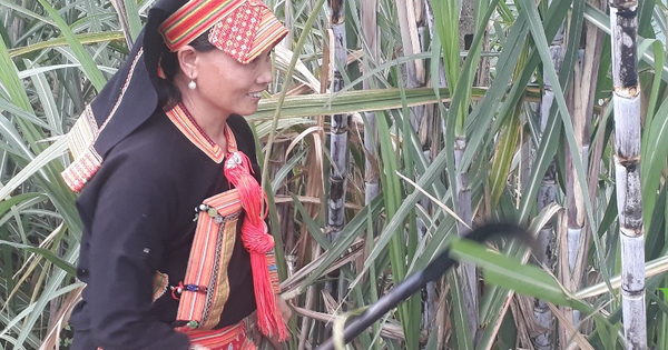 ប្រសិទ្ធភាពពីគំរូដាំអំពៅលើដីទួលដែលមិនមានប្រសិទ្ធភាព
