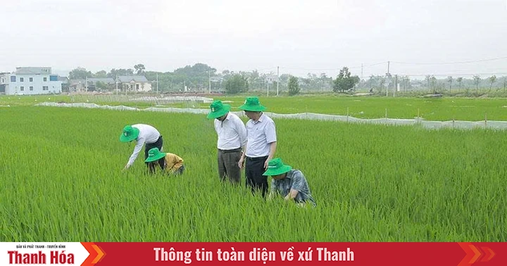 Chủ động phòng, chống sâu bệnh cho lúa thu mùa