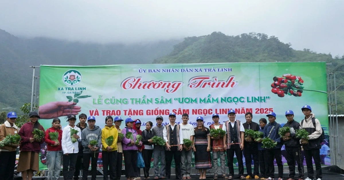 Tặng 7.000 cây giống sâm Ngọc Linh cho người nghèo, tạo cơ hội sinh kế bền vững