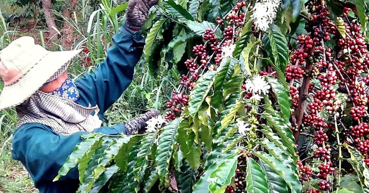 Los precios del café siguen subiendo