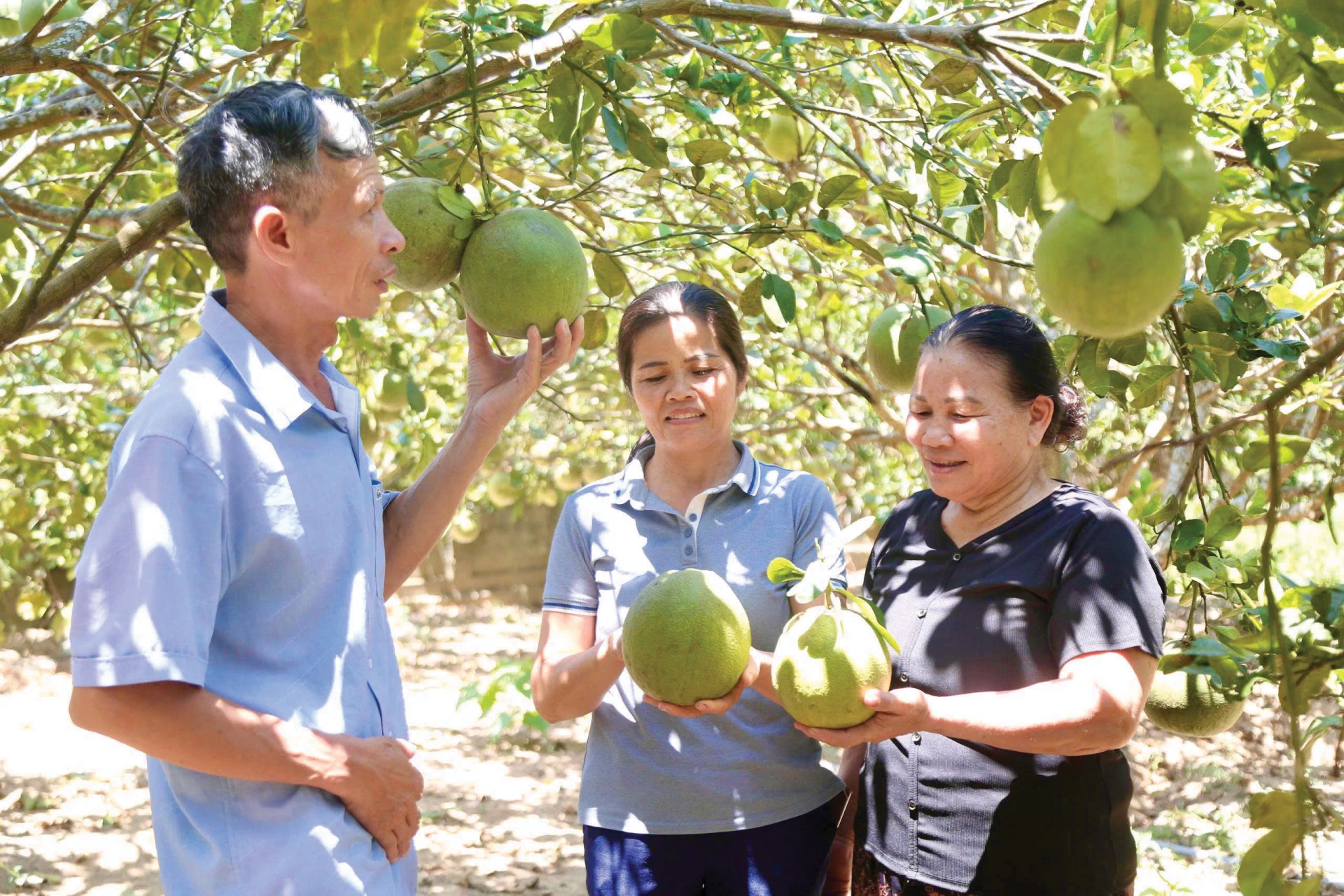 សួនក្រូចថ្លុងស្បែកបៃតងរបស់គ្រួសារលោក Nguyen Huu Phuc នៅភូមិ Thuy Ba Tay នាំមកនូវប្រសិទ្ធភាពសេដ្ឋកិច្ចខ្ពស់ - រូបថត៖ M.D