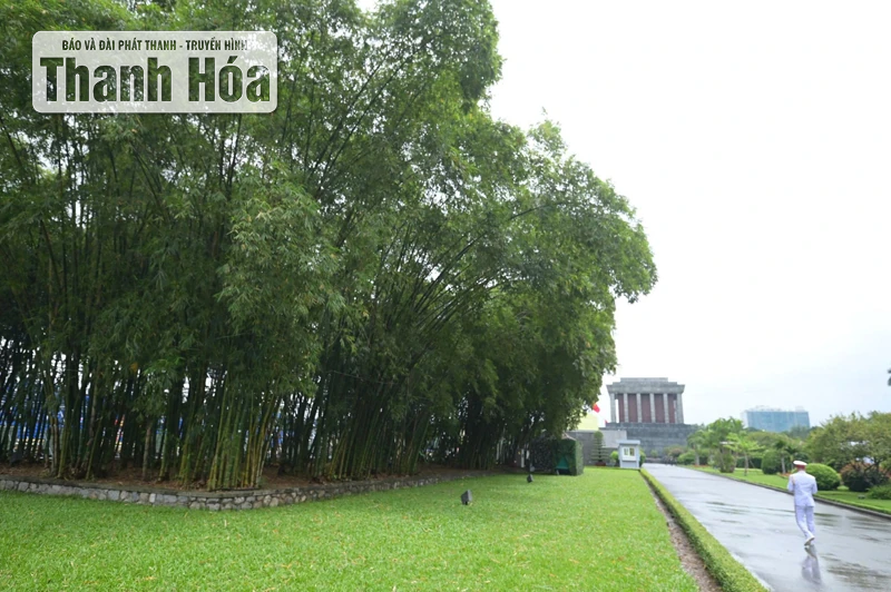 داستان بامبویی که از استان تان هوآ به مقبره رئیس جمهور هوشی مین آورده شد.