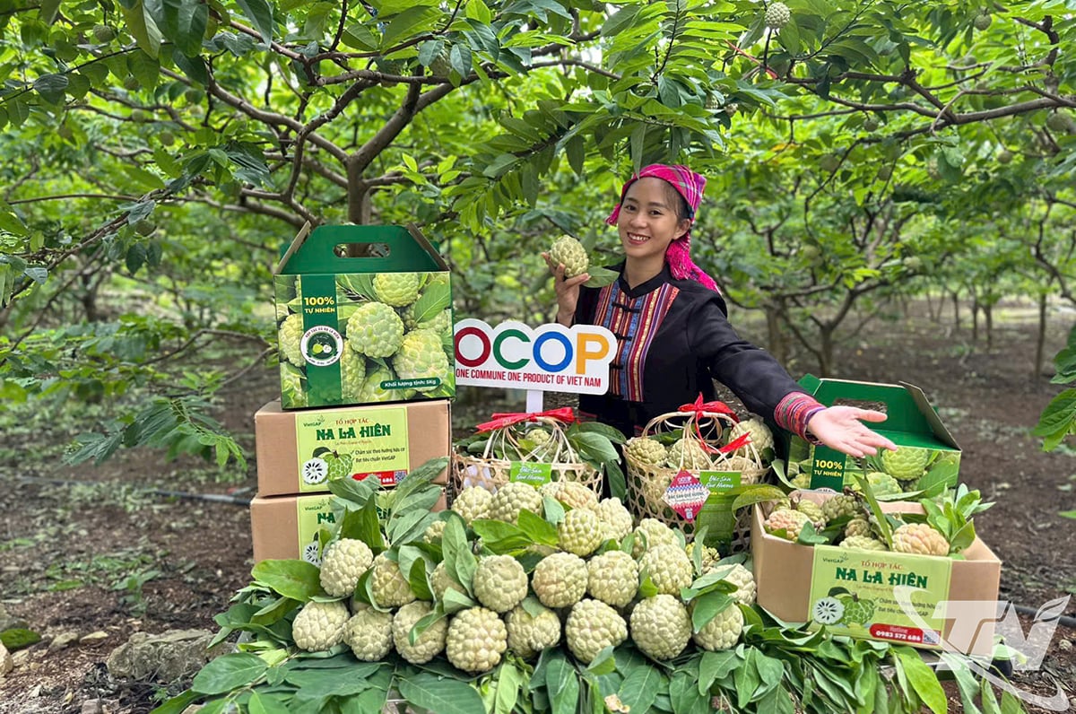 Vùng Na được đánh số cho giá trị kinh tế cao.