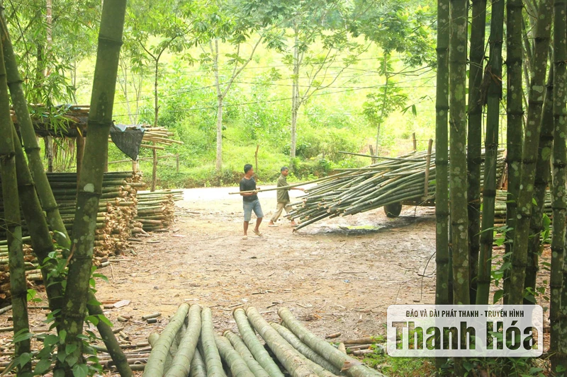داستان بامبویی که از استان تان هوآ به مقبره رئیس جمهور هوشی مین آورده شد.