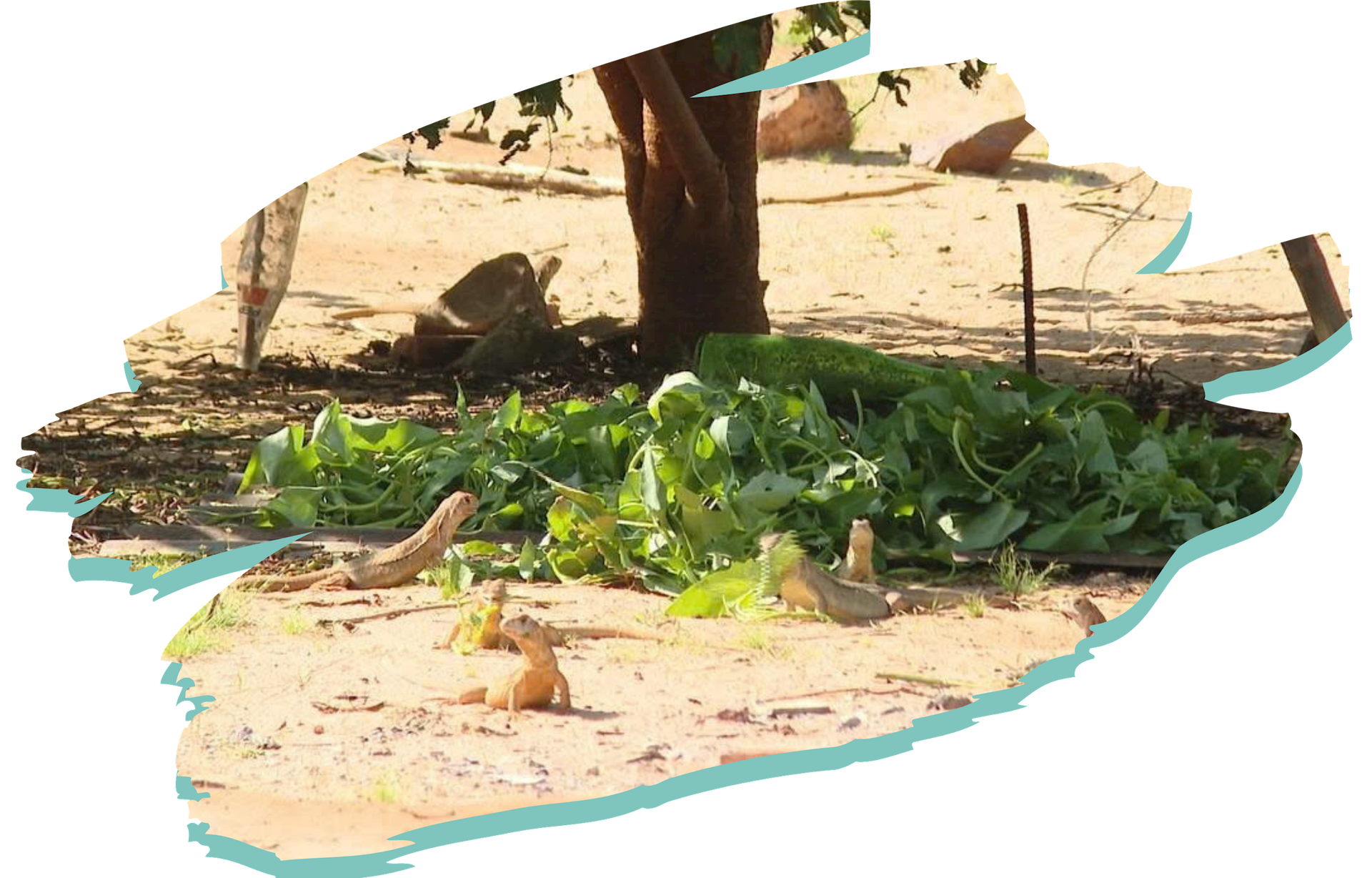 រូបភាព 1