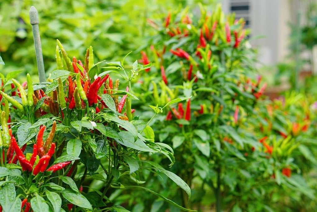 Loại cây người Việt thường ăn quả, nhưng lá lại là thuốc quý cho gan - 1