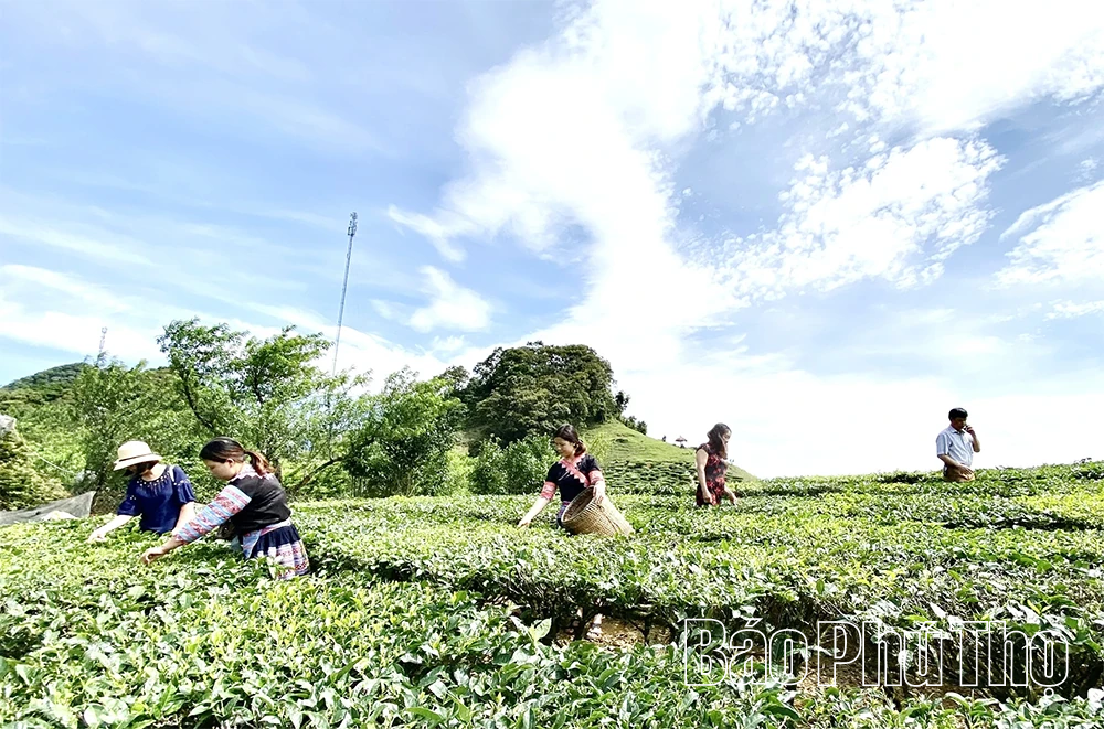 Phu Tho ជាប់ចំណាត់ថ្នាក់លេខមួយក្នុងប្រទេស ទាក់ទងនឹងតំបន់តែ និងទិន្នផល។