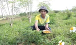ចាប់ផ្តើមអាជីវកម្មពីកសិកម្មសរីរាង្គស្អាត៖ និន្នាការរបស់យុវជនជាច្រើននៅខេត្ត Quang Ngai