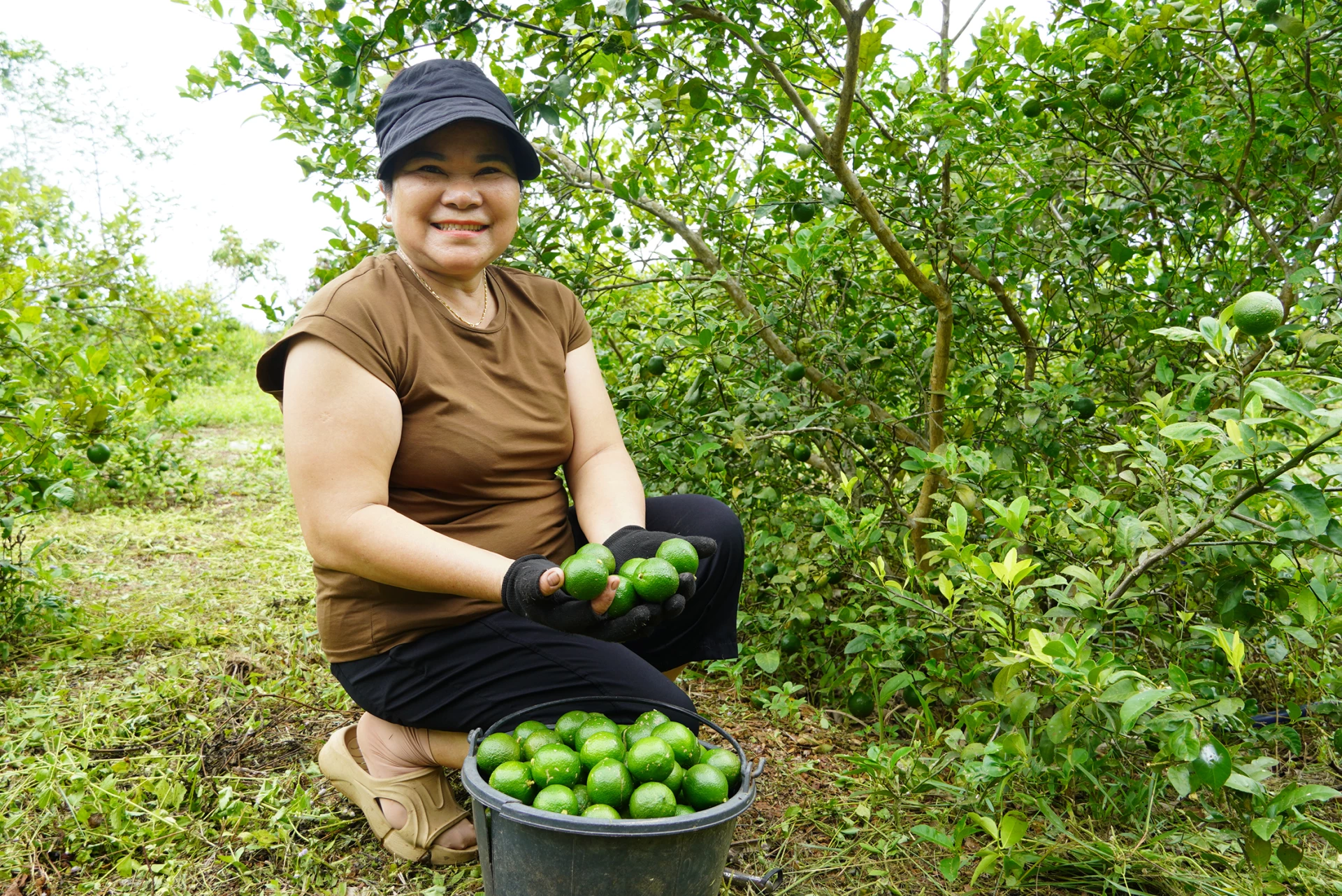 Four-season lemons are harvested year-round, helping to improve the life of Ms. Nguyen Thi Nga's family - Photo: L.M