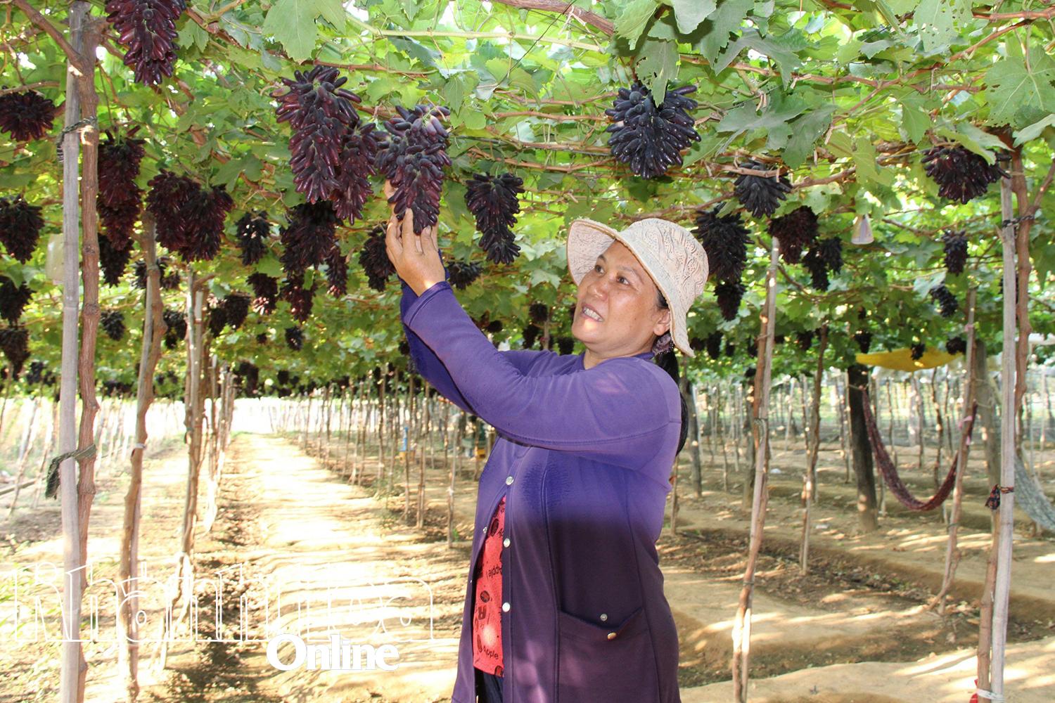 ចំការទំពាំងបាយជូរនៅ Khanh Hoa។
