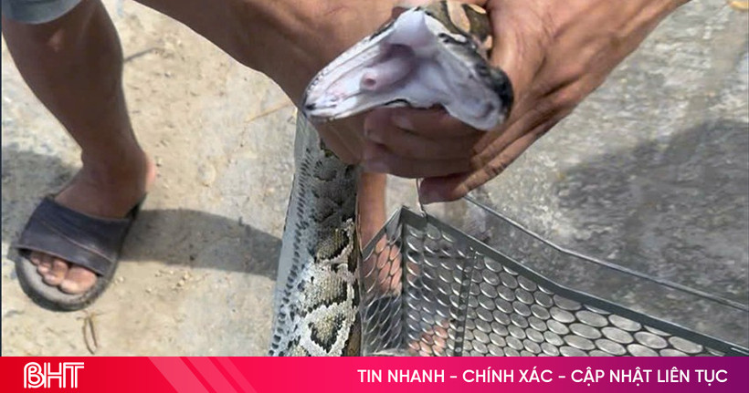 Thả trăn đất nặng 7kg về môi trường tự nhiên
