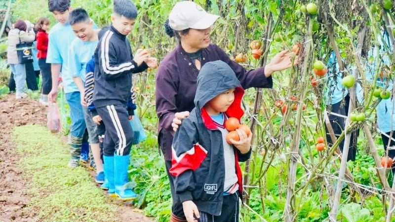 ភ្ញៀវ​ទេសចរ​ទទួល​បទពិសោធន៍​ដំណើរ​ទេសចរណ៍​កសិកម្ម​បៃតង​នៅ​តំបន់​ជាយក្រុង​ហាណូយ។ (រូបថត៖ BICH HONG)