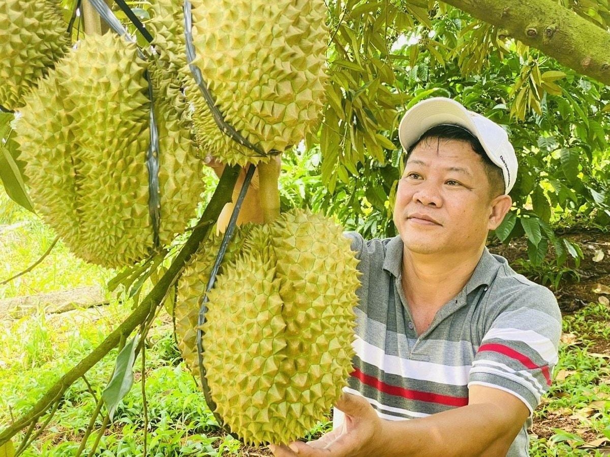 តម្លៃ​ទុរេន​ថ្ងៃ​នេះ​ថ្ងៃ​ទី ១០ ខែ​កញ្ញា៖ មាន​ស្ថិរភាព​នៅ​ទូទាំង​ក្តារ