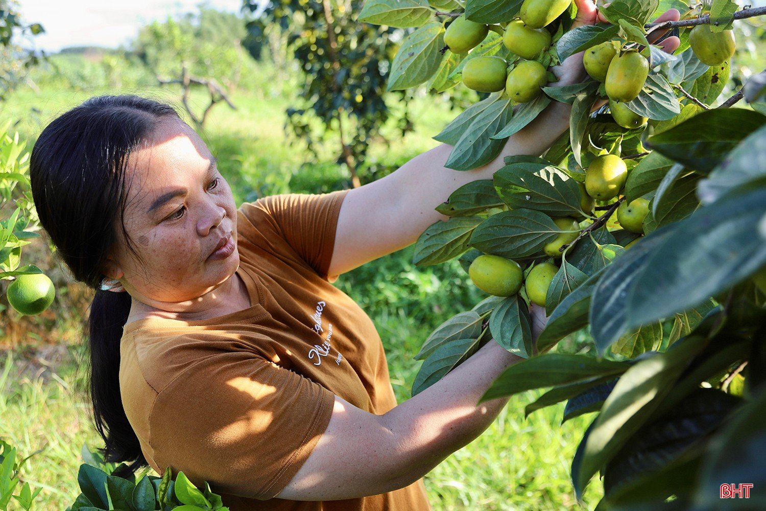 Không chỉ riêng gia đình bà Nguyệt, nhiều hộ dân khác ở thôn Yên Du cũng đang phấn khởi vì một mùa hồng thắng lợi. Chị Nguyễn Thị Nga, một trong những hộ trồng hồng lâu năm cho biết, vườn chị với gần 80 gốc hồng dự kiến sẽ cho thu hoạch 2 tấn quả. Năm nay hồng được mùa và giá ổn định đã tiếp thêm động lực lớn cho bà con tiếp tục gắn bó với cây hồng giòn.