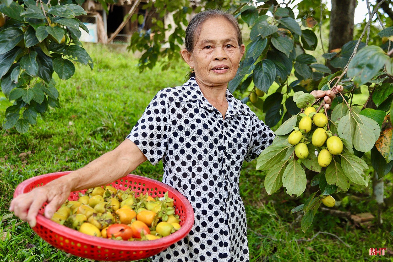 Để có được những trái hồng ngon ngọt, giòn tan, quá trình chế biến sau thu hoạch cũng đòi hỏi sự tỉ mỉ. Bà Nguyệt chia sẻ: "Sau khi hái về, hồng sẽ được rửa sạch và ngâm nước trong 3 ngày 2 đêm để loại bỏ hoàn toàn vị chát, sau đó mới sẵn sàng để bán ra thị trường".