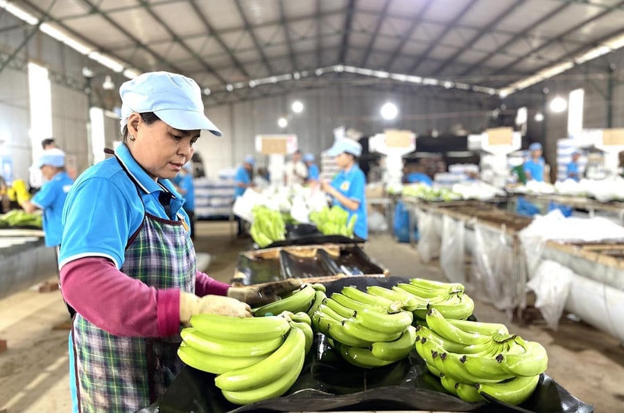 Sơ chế đóng gói chuối xuất khẩu tại Công ty Cổ phần Chăn nuôi Gia Lai (xã Lơ Pang). Ảnh: Vũ Thảo