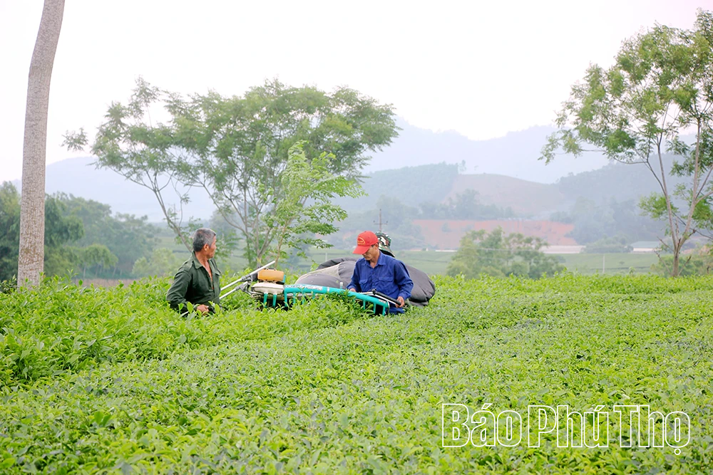 លើកកំពស់តម្លៃ និងផ្សព្វផ្សាយម៉ាក Phu Tho Tea