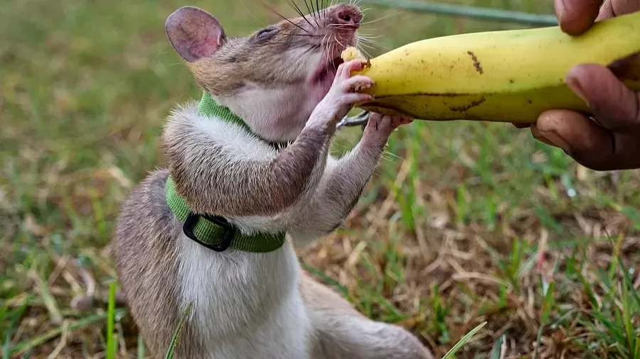 Huấn luyện chuột túi khổng lồ châu Phi đánh hơi mìn, phát hiện bệnh tật, tìm người dưới đống đổ nát