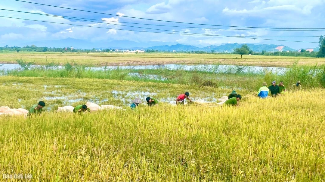 ស្រែ​របស់​ប្រជាពលរដ្ឋ​ជា​ច្រើន​ត្រូវ​បាន​ជន់​លិច​យ៉ាង​ខ្លាំង។