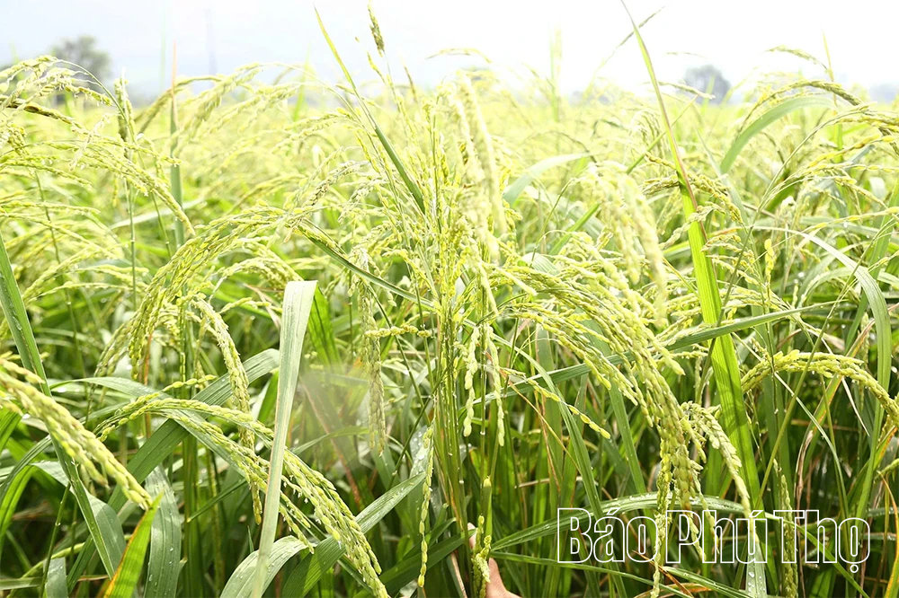 ការស្ទង់មតិលើសក្ដានុពលនៃការអភិវឌ្ឍន៍ពូជអង្ករដំណើប My Lung