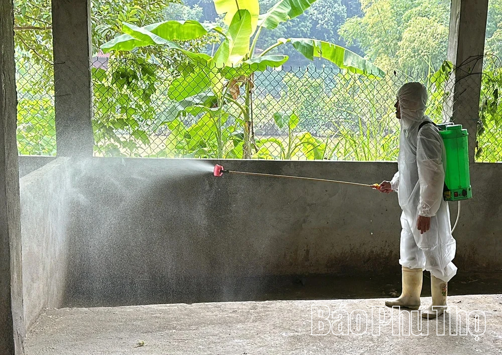Nella provincia di Phu Tho ci sono 31 comuni e distretti in cui non si sono verificati nuovi focolai di peste suina africana.