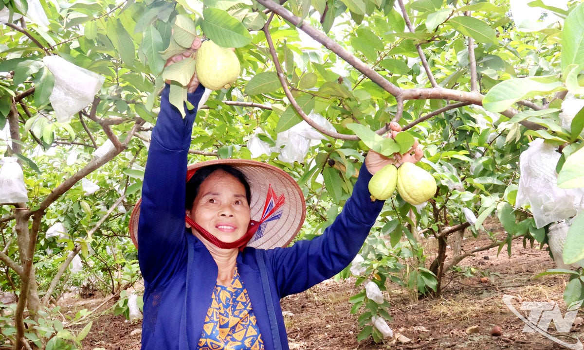 គ្រួសារ​របស់​លោកស្រី Hoang Thuy Kieu មាន​ដើម​ត្របែក​តៃវ៉ាន់​ប្រហែល ៣០០ ដើម រក​ចំណូល​បាន​ប្រហែល ១០០ លាន​ដុង​ក្នុង​មួយ​ឆ្នាំ។