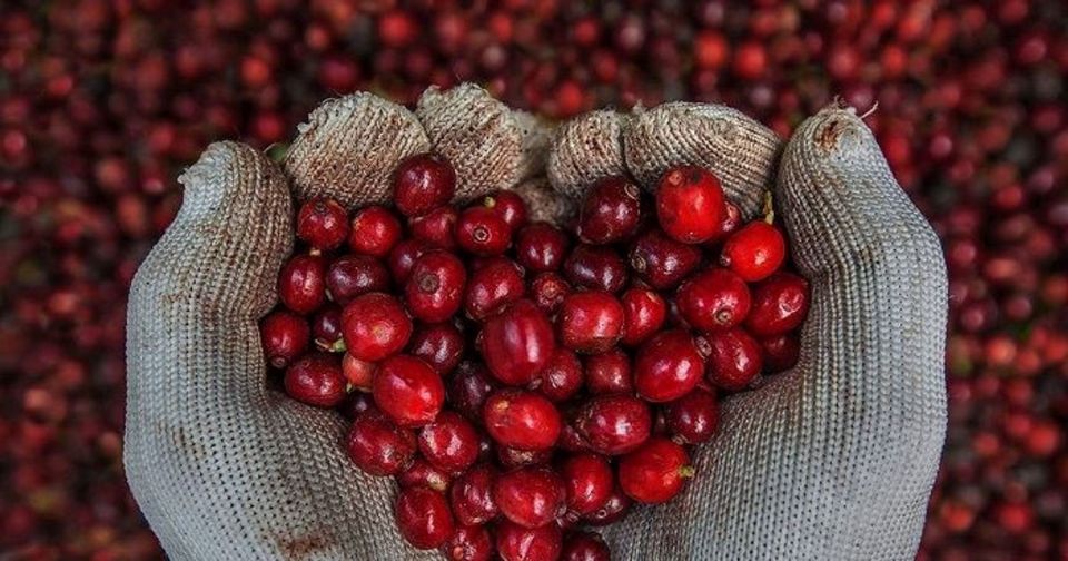 Ціни на сільськогосподарську продукцію 9 вересня 2025 року: ціни на каву та перець зростають.