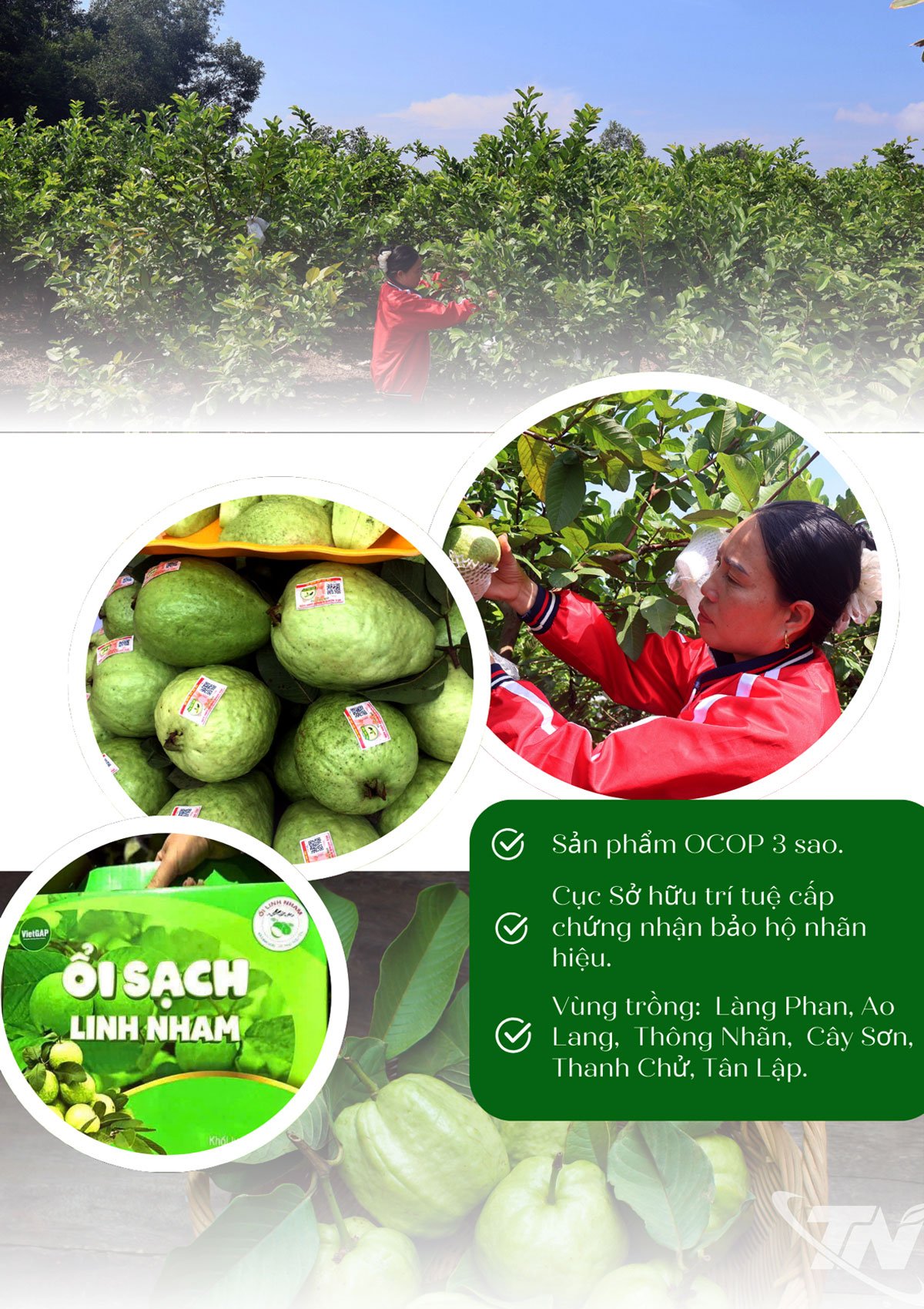 ផ្លែត្របែក Linh Nham ត្រូវបានទទួលស្គាល់ជាផលិតផល OCOP ក្នុងឆ្នាំ 2024។