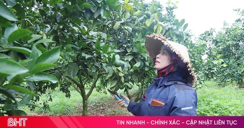 Cam sai quả, kỳ vọng đón mùa vàng